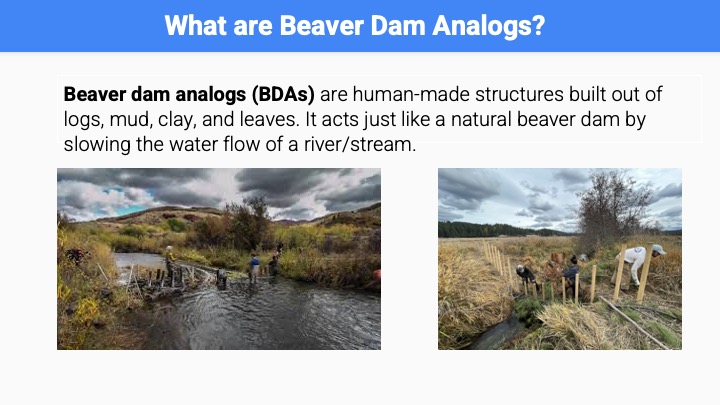 Poster of Beaver Dam Analogs