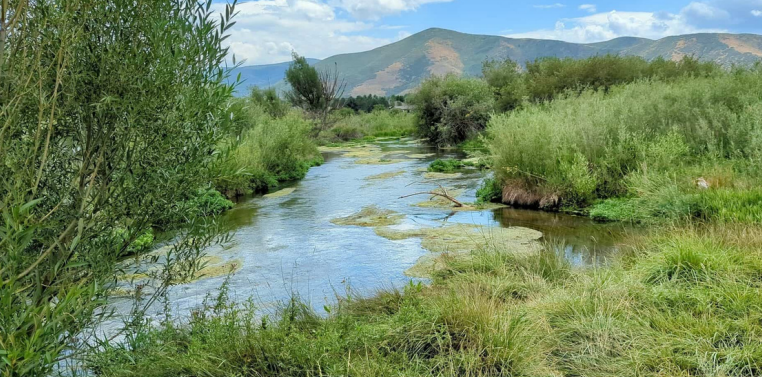 Wetlands and meadow